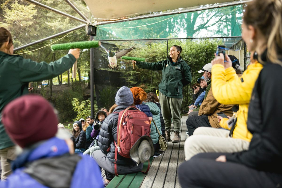 Conservation Kereru