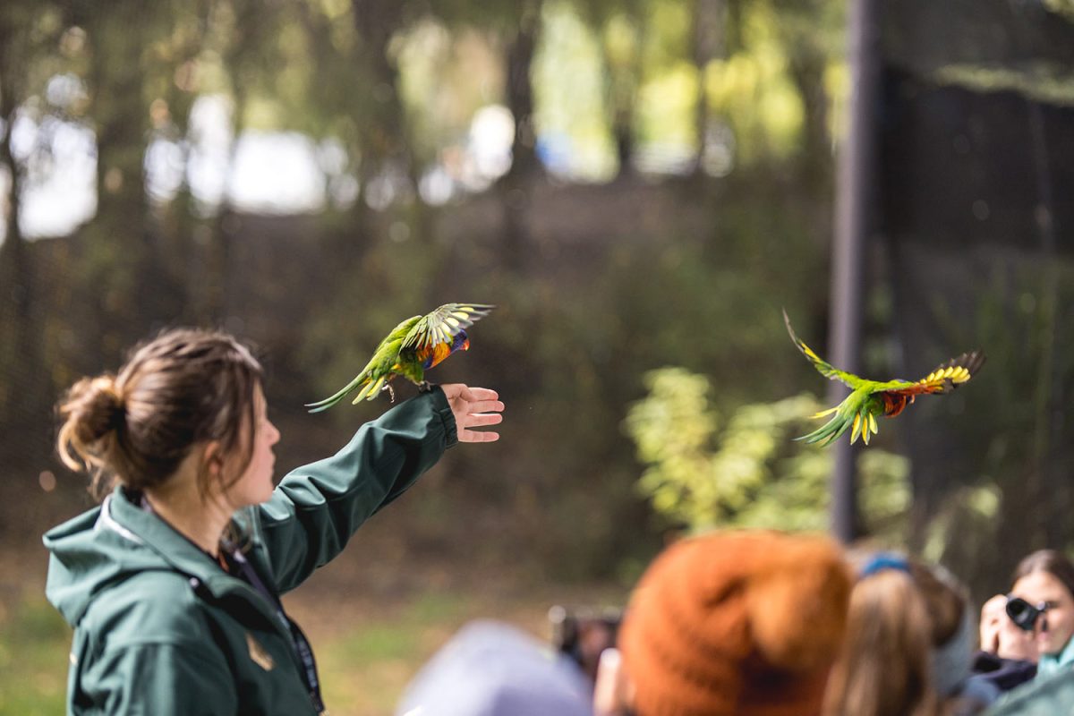 Conservation Show kakariki